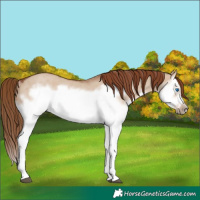 Horse Color:Red Dun Roan Splash Frame Rabicano 
