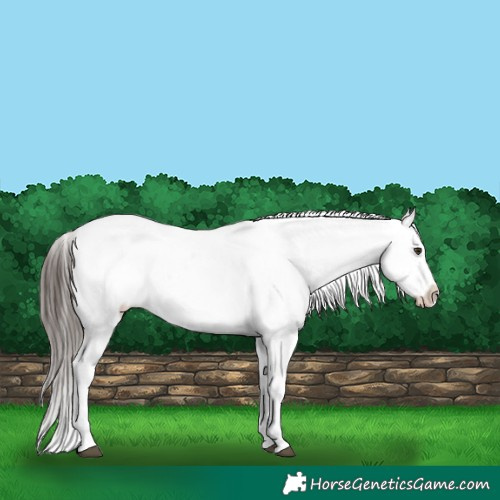 Horse Color:Liver Chestnut Sabino Splash Appaloosa 