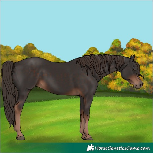 Horse Color:White Spotted Liver Chestnut 