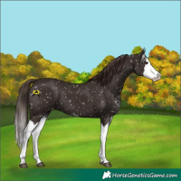 Horse Color:Liver Chestnut Sabino Splash Appaloosa 