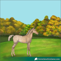 Horse Color:Chocolate Palomino Dun Sabino Appaloosa 