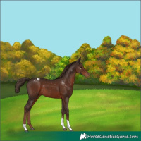 Horse Color:Liver Chestnut Tobiano Appaloosa 