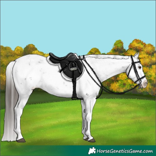 Horse Color:Liver Chestnut Sabino Splash Appaloosa 