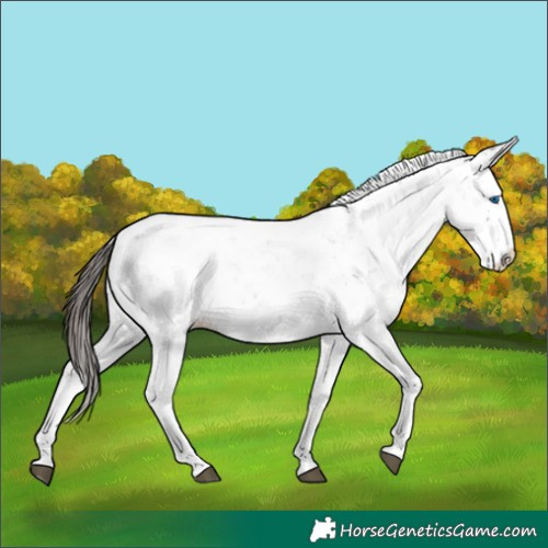 Horse Color:Liver Chestnut Sabino Splash Appaloosa 