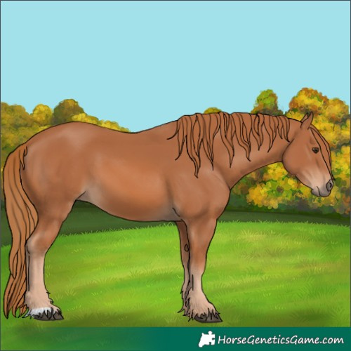 Horse Color:Chestnut 