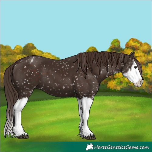 Horse Color:Liver Chestnut Sabino Splash Snowflake Varnish