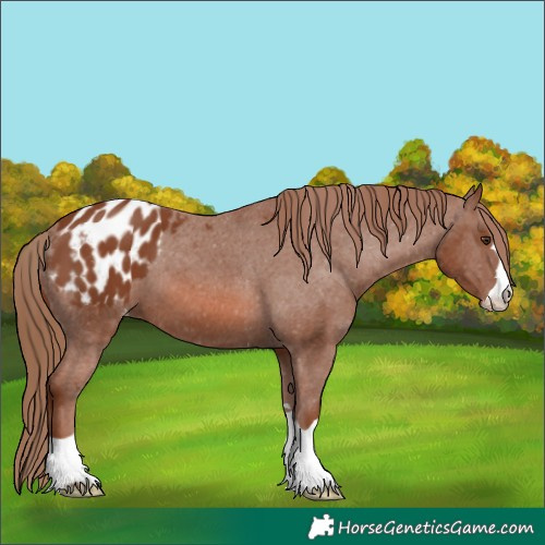 Horse Color:Chestnut Appaloosa 