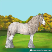 Horse Color:Chocolate Palomino Roan Sabino Splash Appaloosa