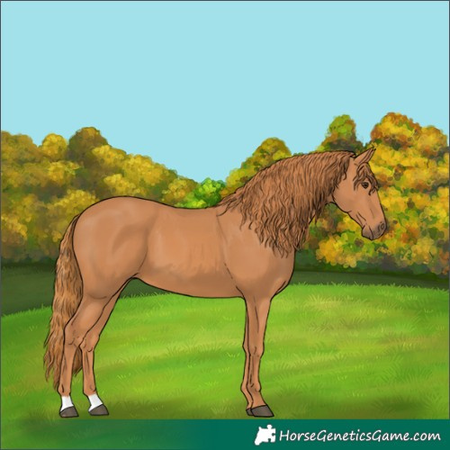 Horse Color:Chestnut 