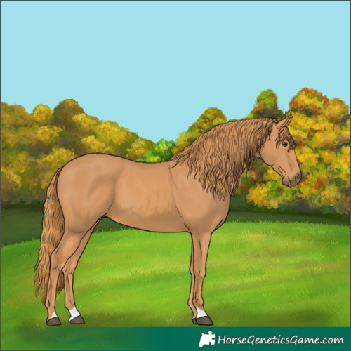Horse Color:Chestnut 