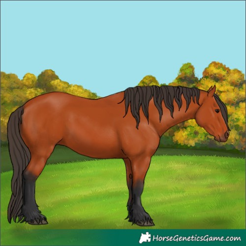 Horse Color:Bay 