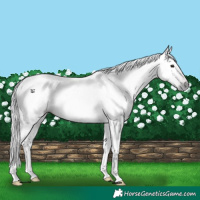 Horse Color:Gray Brown 