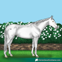 Horse Color:Gray Silver Classic Champagne Dun 