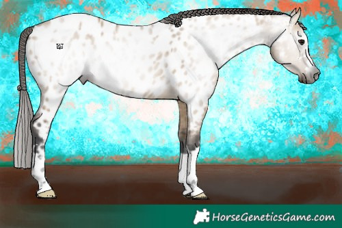 Horse Color:Gray Bay Dun Appaloosa 