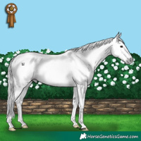 Horse Color:Gray White Spotted Brown Appaloosa 