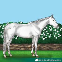 Horse Color:Gray Silver Amber Champagne Appaloosa