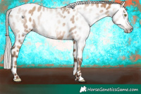 Horse Color:Gray Silver Amber Champagne Appaloosa 