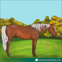 Horse Color:Silver Bay