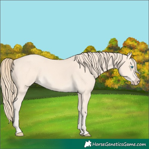 Horse Color:Perlino