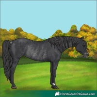 Horse Color:Black Appaloosa Rabicano 