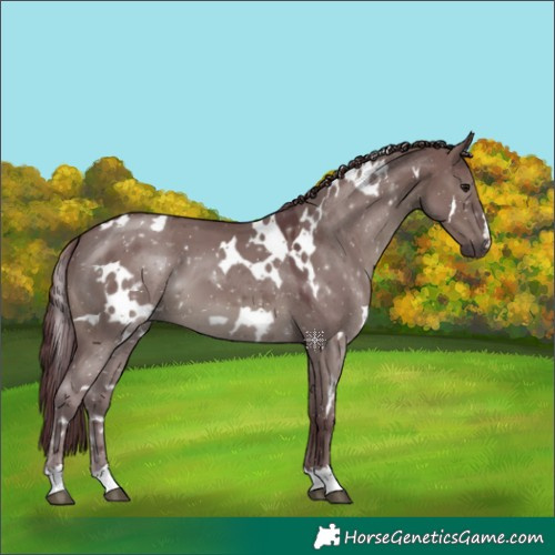 Horse Color:White Spotted Chocolate Grullo 