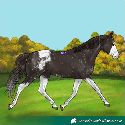 Horse Color:Liver Chestnut Sabino Splash Appaloosa Rabicano 