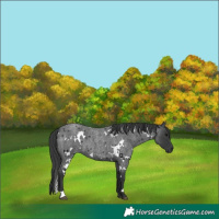 Horse Color:White Spotted Blue Roan 
