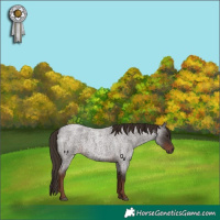Horse Color:Liver Red Roan 