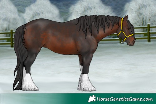 Horse Color:Brown Tobiano