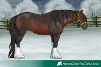 Horse Color:Brown Tobiano