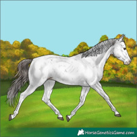 Horse Color:Liver Chestnut Sabino Splash 