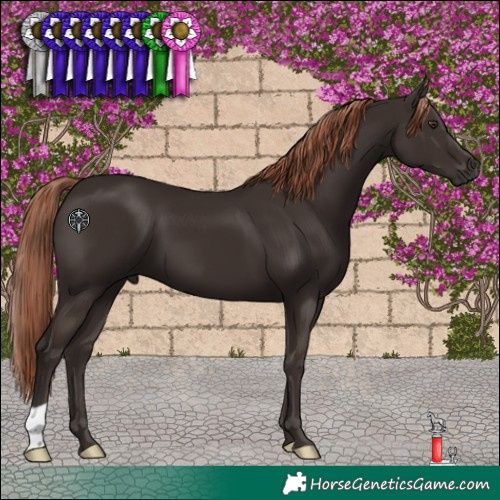Horse Color:Liver Chestnut 