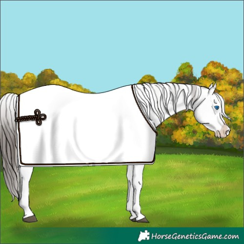 Horse Color:Liver Chestnut Sabino Splash Appaloosa 