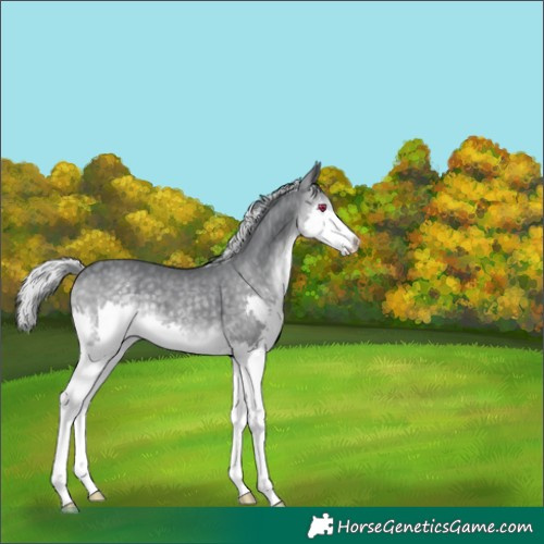 Horse Color:Silver Black Chinchilla Splash 