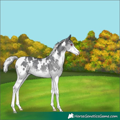 Horse Color:White Spotted Silver Black Chinchilla Splash 