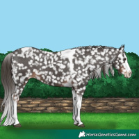 Horse Color:Liver Chestnut Sabino Splash Tobiano Snowflake Varnish