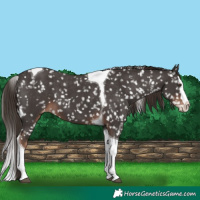 Horse Color:Liver Chestnut Sabino Splash Tobiano Appaloosa 