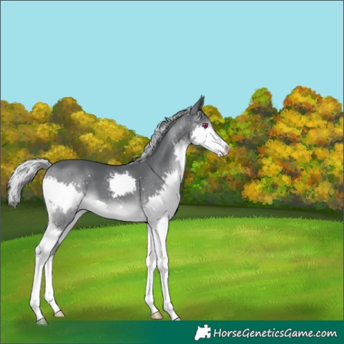 Horse Color:Silver Black Chinchilla Splash 