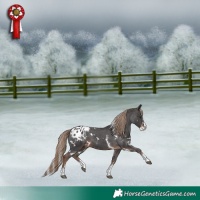 Horse Color:White Spotted Liver Chestnut Sabino Splash Appaloosa 