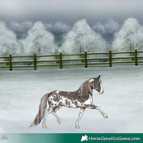 Horse Color:White Spotted Liver Chestnut Sabino Splash Appaloosa 