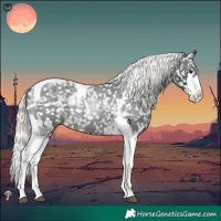 Horse Color:Liver Red Roan Mushroom Splash Tobiano Appaloosa