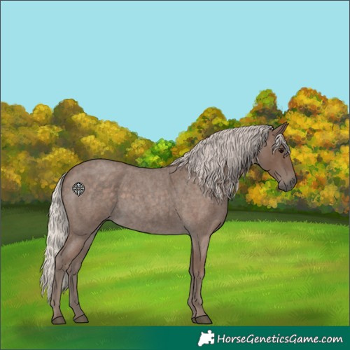 Horse Color:Silver Blue Roan 