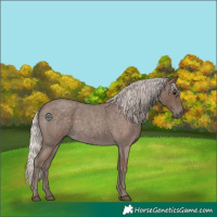 Horse Color:Silver Blue Roan 