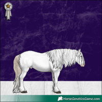 Horse Color:Liver Red Onyx Pearl Sabino Splash Appaloosa 