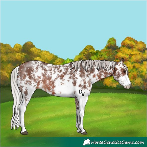Horse Color:Silver Bay Sabino Rabicano 