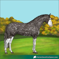 Horse Color:Liver Chestnut Sabino Splash Appaloosa