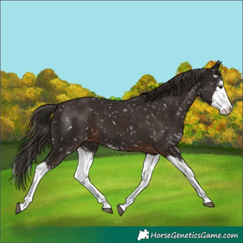 Horse Color:Liver Chestnut Sabino Splash Appaloosa 