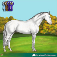 Horse Color:Cremello Dun  and Liver Chestnut Sabino Splash Appaloosa 