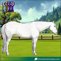 Horse Color:Cremello Dun and Liver Chestnut Sabino Splash Appaloosa