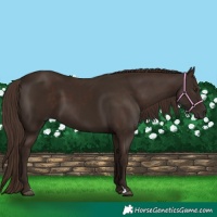 Horse Color:Liver Chestnut  and Liver Chestnut 